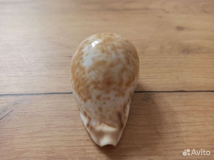 Морская раковина