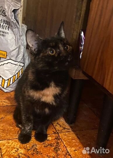 Маленькая кошечка