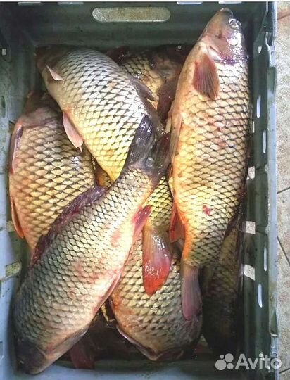 Рыба Сазан, Судак, Амур свежая