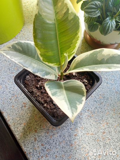 Фикус эластика тинеке