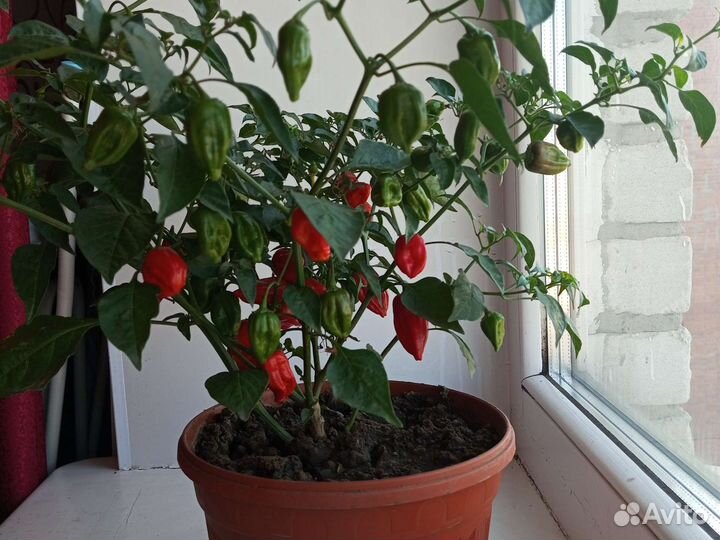 Перец полуострый. Острота 6баллов из 10