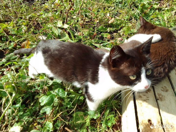 Котята в добрые руки бесплатно