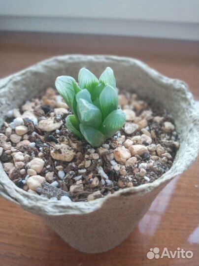 Эхеверия. Суккулент
