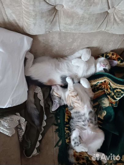 Кошка бесплатно