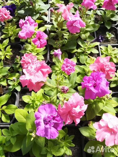 Рассада петунии