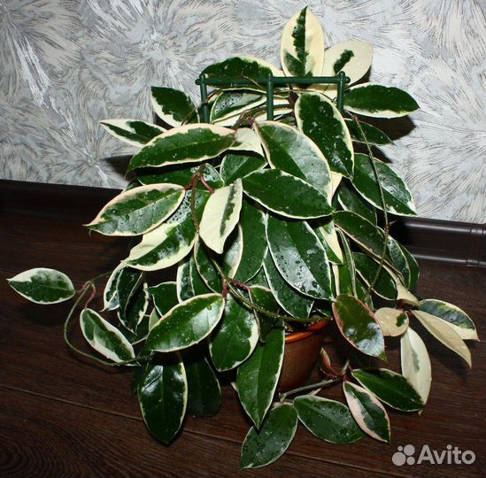 Хоя Кримсон Квин