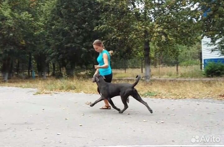Кобели для вязок