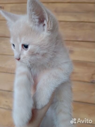 Котенок мальчик бесплатно