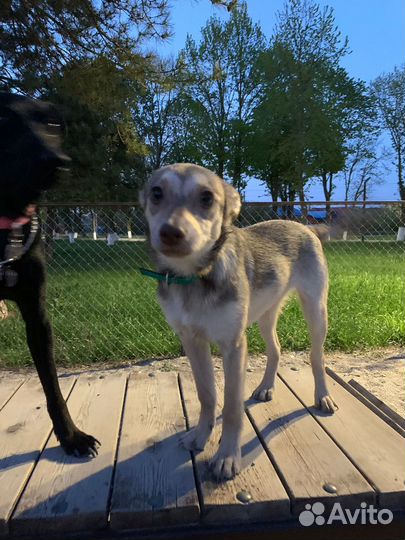 Маленькая собачка в добрые руки