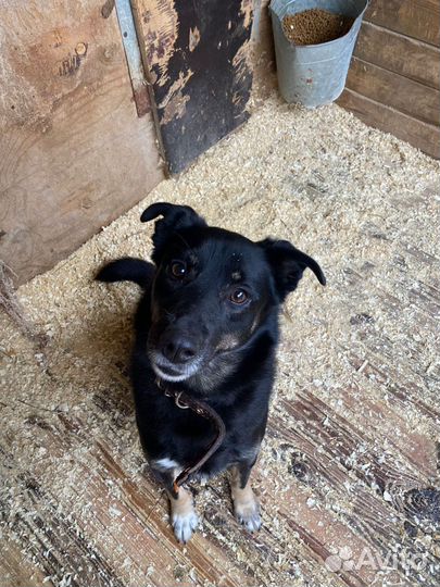 Багги ищет дом