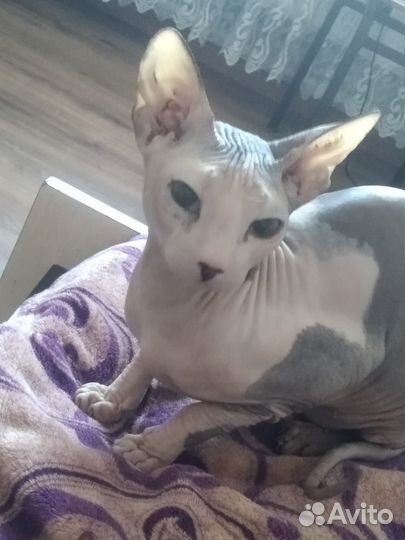 Донской сфинкс девочка