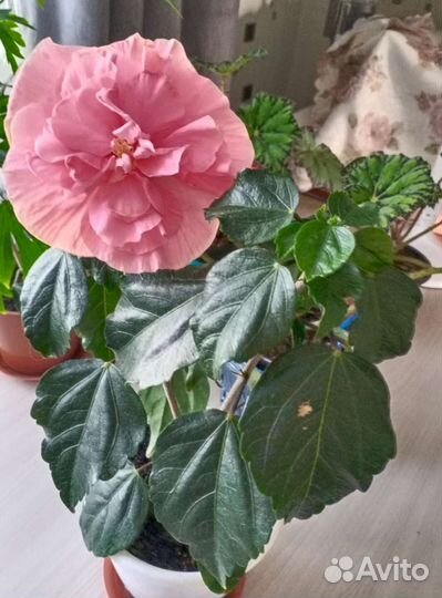 Гибискусы голландские