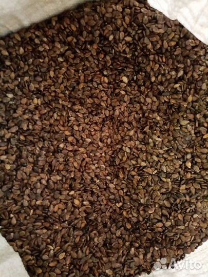 Семена арбуза Топ Ган Шуга Беби Продюсер