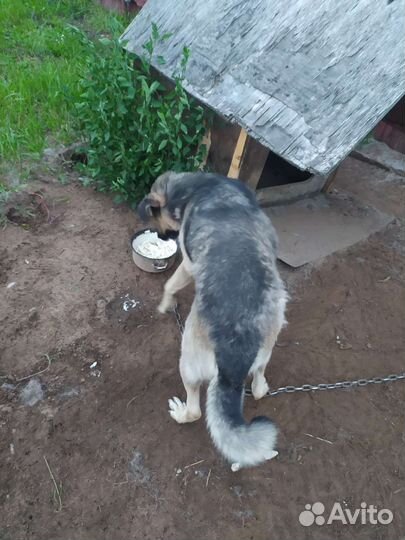 Отдам пса в добрые руки