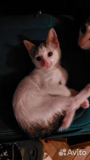 Котята в хорошие руки