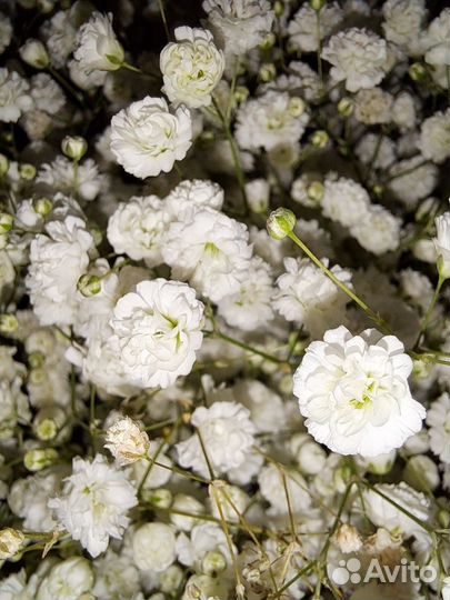 Гипсофила, розы, хризантемы, букеты