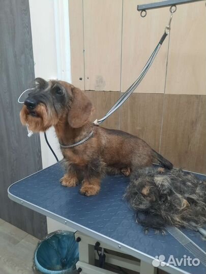 Стрижка собак груминг, тримминг