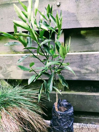 Киви, Кумкват кинкан, мандарин, апельсин,лимон