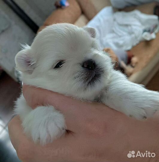 Шпиц цвейг вязка мальчик