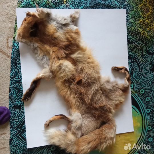 Лисья шкура