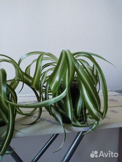 Хлорофитум кудрявый