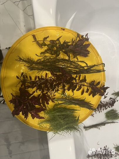 Аквариумные растения