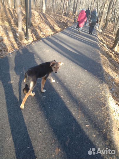 Найдена собака, дворь