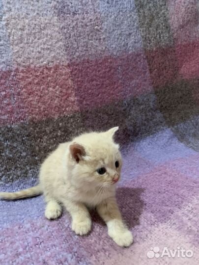 Кошка в дар бесплатно