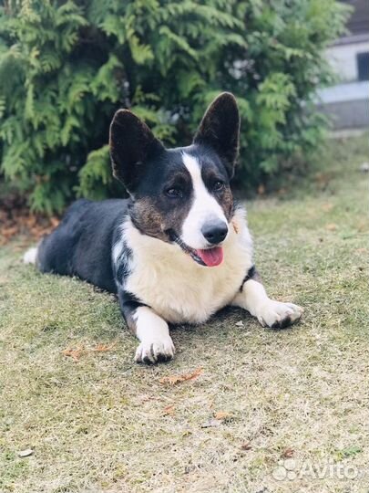 Кобель Вельш Корги Кардиган на вязку