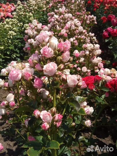 Саженцы роз