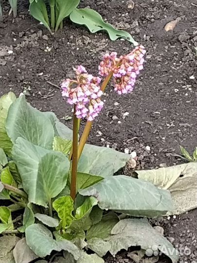 Хосты, бадан, лимонник, папоротник