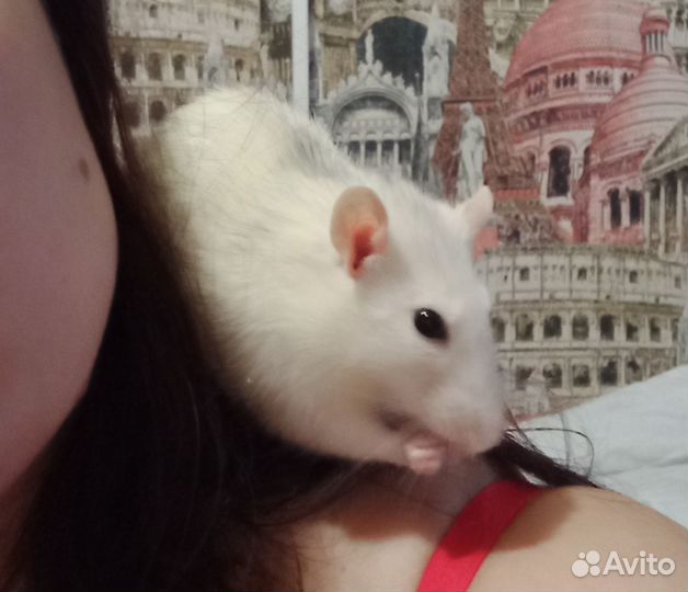 Крысята
