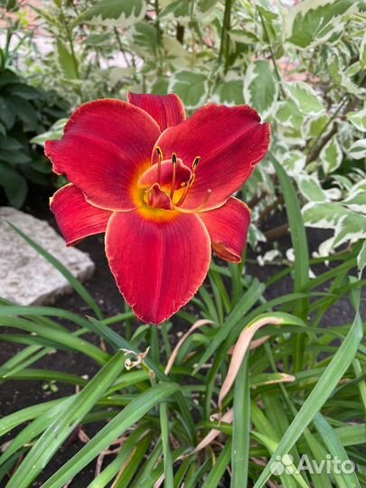 Лилейники сортовые