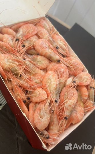 Креветка углохвостая Сахалин