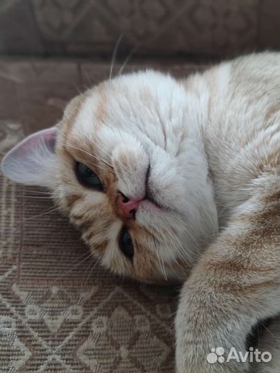 Британская кошка