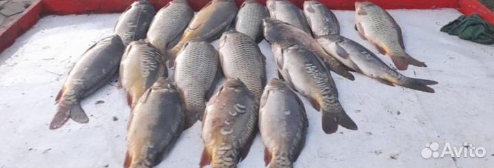 Свежая рыба карп