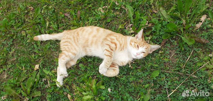 Котик в добрые руки