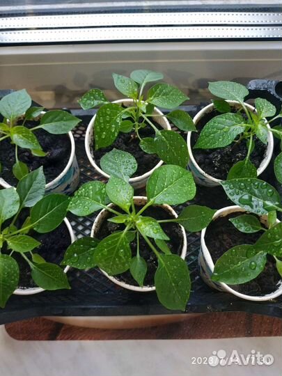 Комнатный перчик