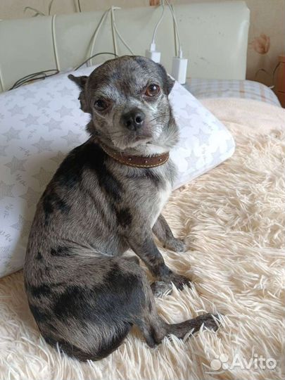 Маленькая собака чихуахуа