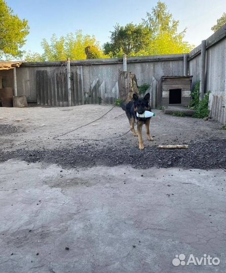 Щенки немецкой овчарки