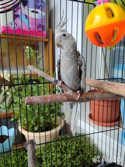 Попугай корелла. Безщекая. Птенцы