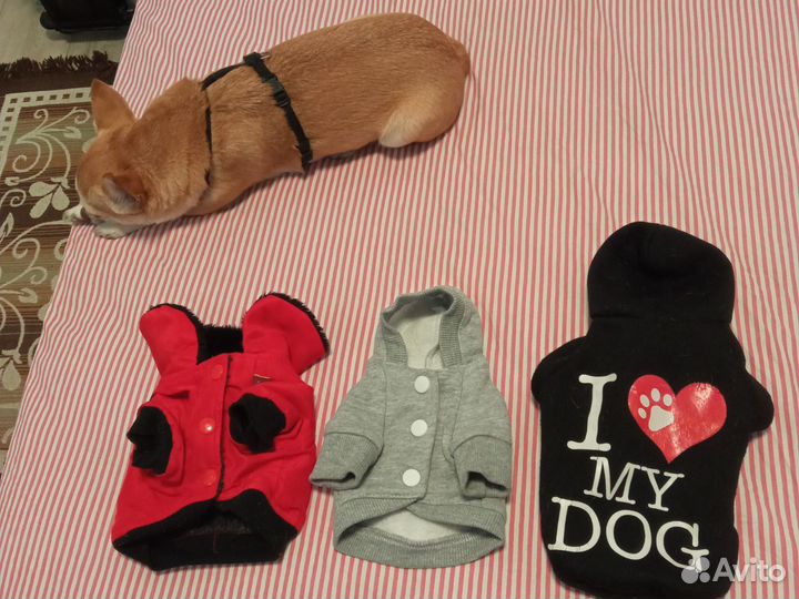 Одежда для собак мелких пород