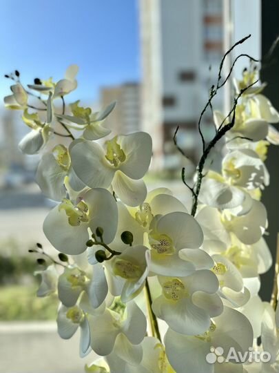 Орхидея белая для дома и офиса