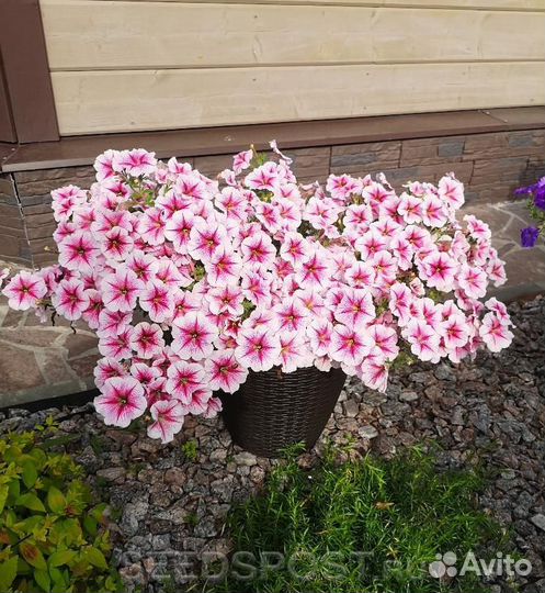 Ампельная петуния