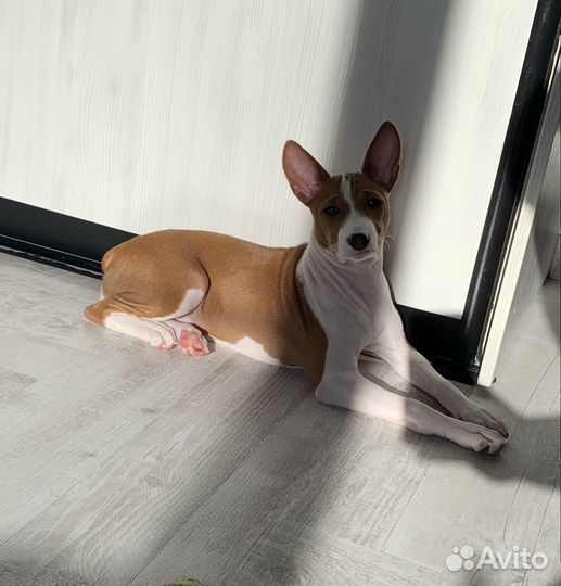 Басенджи девочка