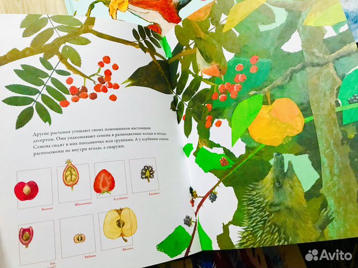 Киплинг Маугли, Снофрид, Мотшиуниг, Золотой ключик