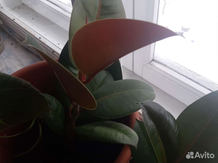 Каланхоэ, фикус, рождественка