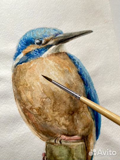 Акварельный рисунок «Птица Зимородок»