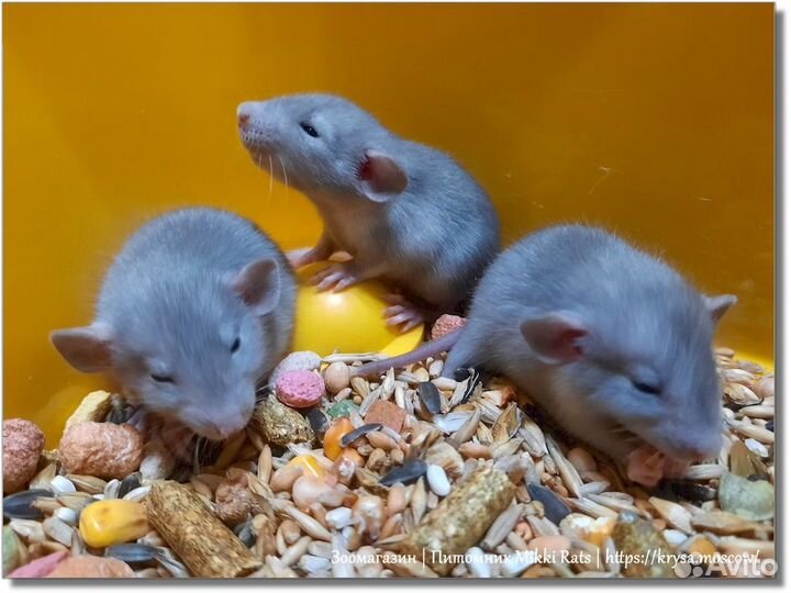 Крысы. Канадские (голубые) крысята Дамбо