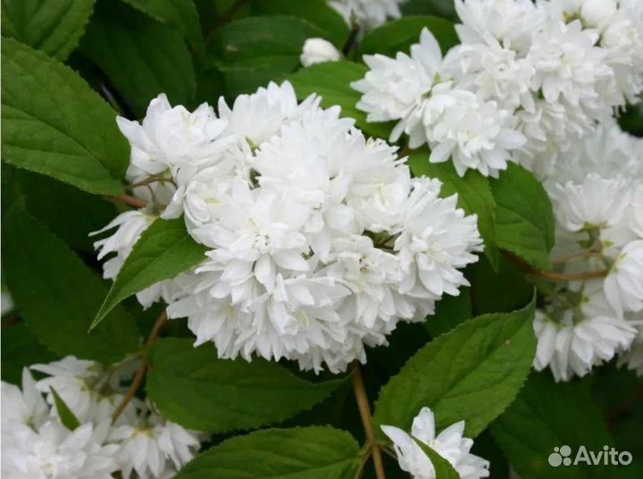 Дейция махровая